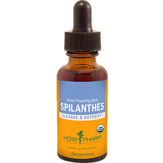 Spilanthes